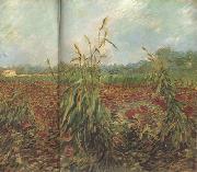 Green Ears of Wheat (nn04), Vincent Van Gogh